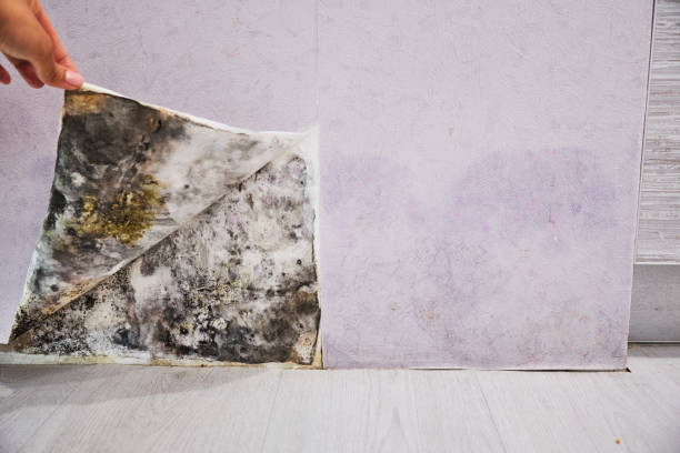 Trusted Winthrop, MN Mold Removal Experts